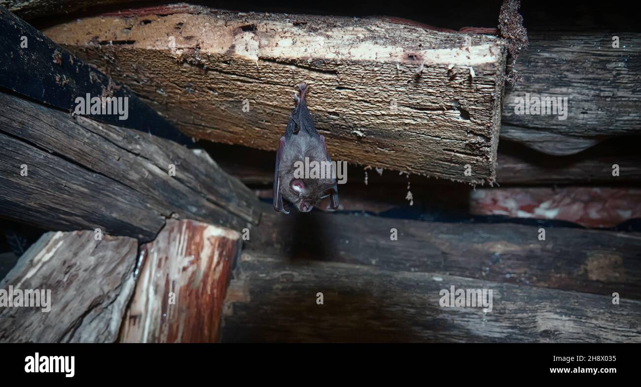 Grande batte en fer à cheval (Rhinolophus ferrumequinum) sous le toit d'une maison abandonnée. Les excroissances nasales servent à former un faisceau de signaux d'écholocalisation. Banque D'Images