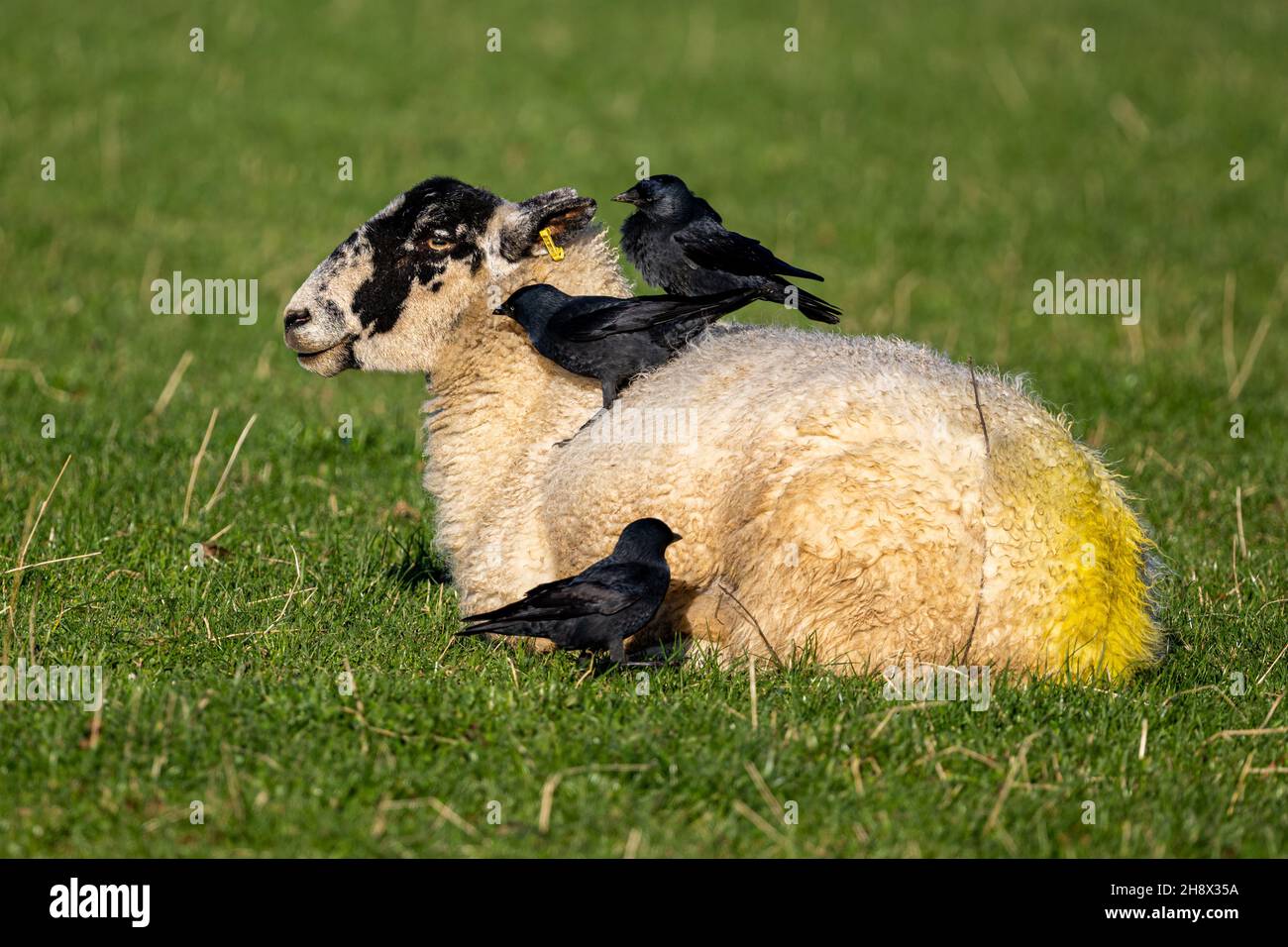 Jackdaw, Corvus monedula, sur les moutons.Les chaques mangent des parasites de moutons et prennent également la polaire pour leurs nids, chalky Hill, wield, Hampshire, Royaume-Uni Banque D'Images
