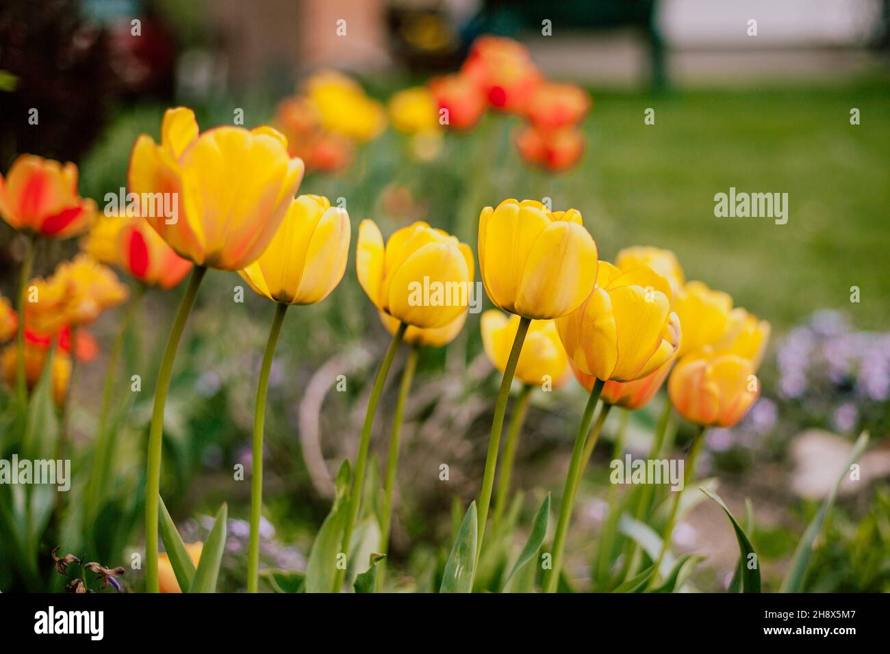 Tulips de Colurful dans le jardin Banque D'Images