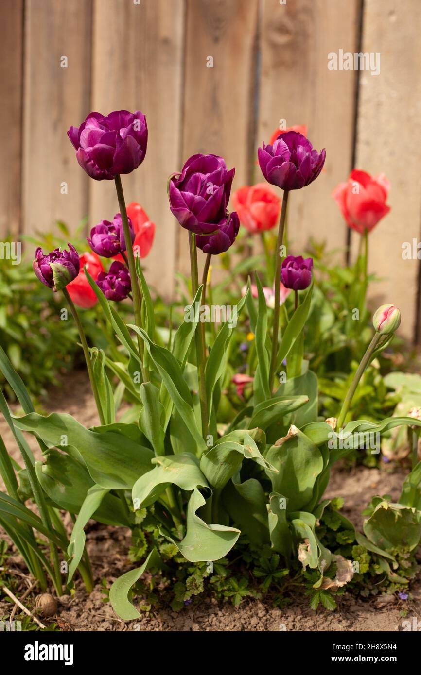 Tulips de Colurful dans le jardin Banque D'Images