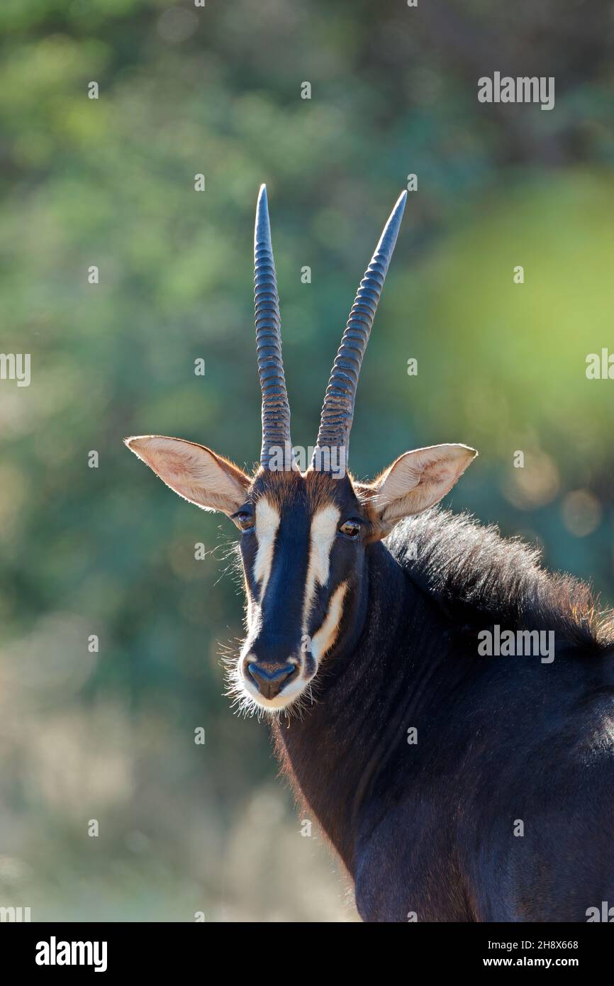 Portrait d'une antilope en danger (Hippotragus niger), Afrique du Sud Banque D'Images