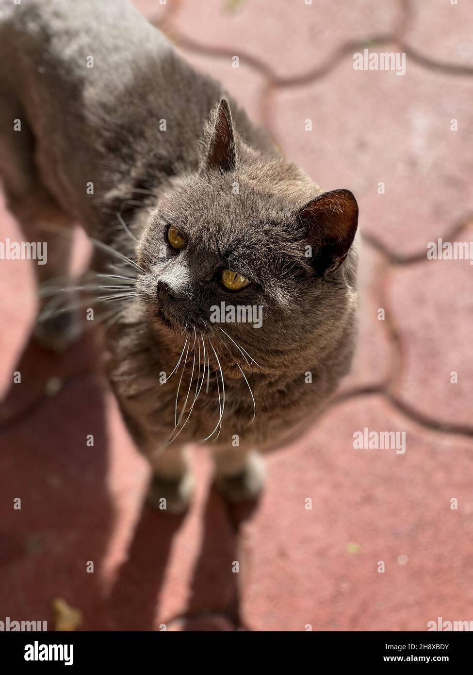 Photo verticale d'un chat gris adulte en regardant vers le haut en se tenant sur la chaussée Banque D'Images
