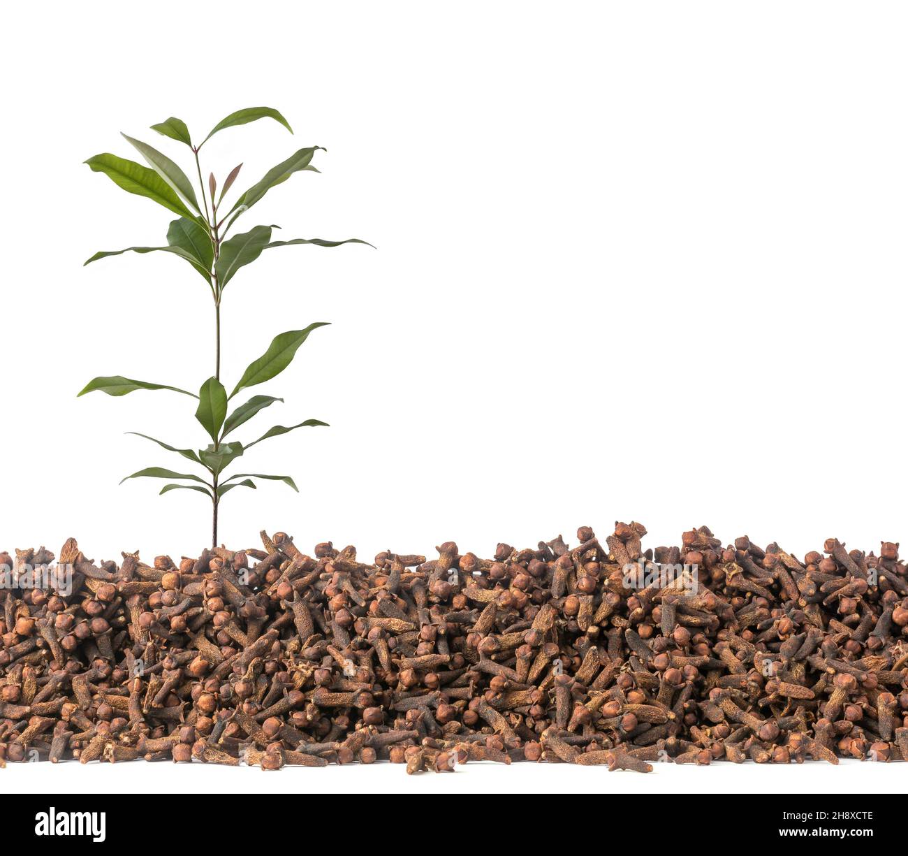 plante de clou de girofle sur une pile de clous de girofle secs, épice aromatique et herbe isolée sur fond blanc, vue latérale avec espace de copie Banque D'Images