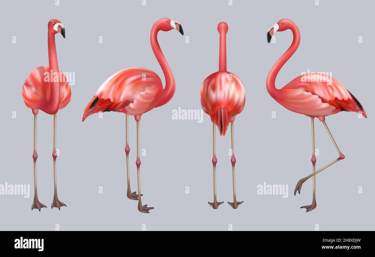 Flamant réaliste.Oiseaux tropicaux exotiques rose couleur animée pose faune décente collection de vecteurs illustrations Illustration de Vecteur
