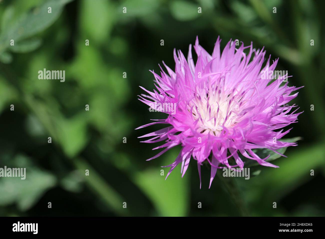 Gros plan sur la fleur de maïs violette.Fleur de champ.Fleur de maïs sur un arrière-plan flou.Fleur de la famille Aster. Banque D'Images