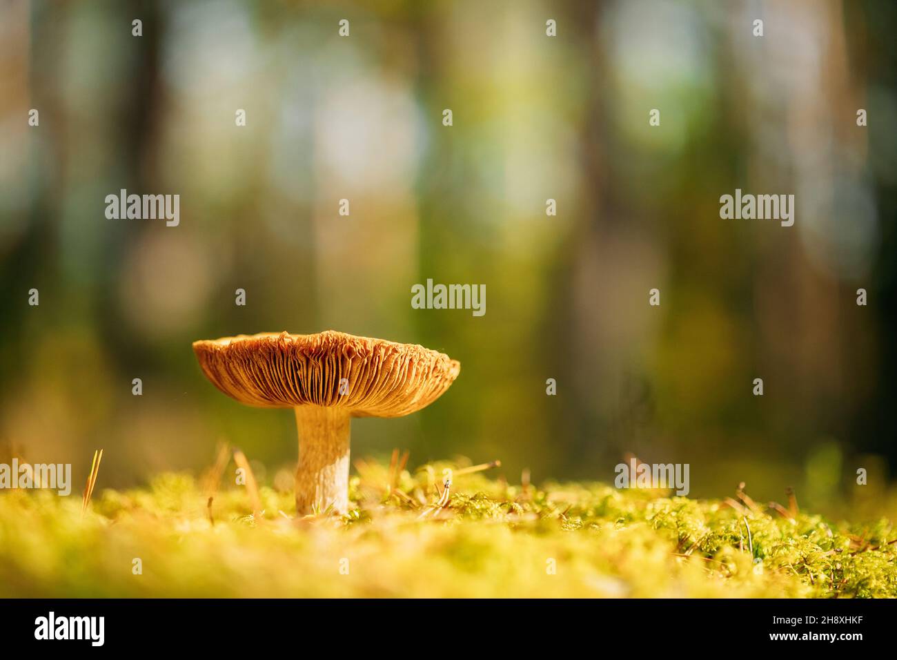 Champignon Russula emetica - faucirant, émétique russula, ou vomissant russula. Forêt d'automne. Champignon comestible conditionnellement. Biélorussie, Europe Banque D'Images