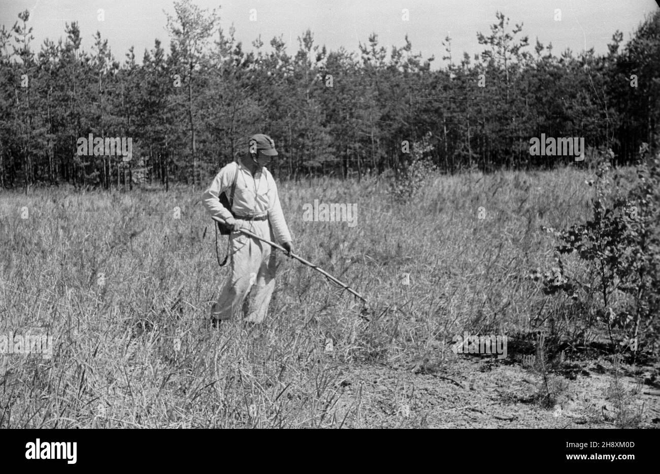 Palmiry, 1946-04.zw³ok ofiar masowych mordów dokonywanych przez Niemców W latach 1939-41.NZ.¿o³nierz wykrywaczem metu szuka dok³adnych miejsc pochówków cia³ pomordowanych. msa PAP/Kazimierz Madejski Dok³adny dzieñ wydarzenia nieustalony.Palmiry, avril 1946.Exhumation des corps de victimes de meurtres de masse commis par les Allemands en 1939-41.Photo : un soldat à la recherche de lieux de sépulture de ceux qui ont été assassinés avec un détecteur de métal. msa PAP/Kazimierz Madejski Banque D'Images