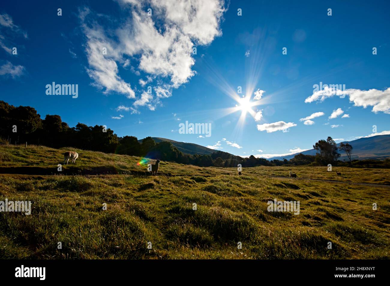 llama, paysage andin alpaga, ciel bleu équatorien Banque D'Images