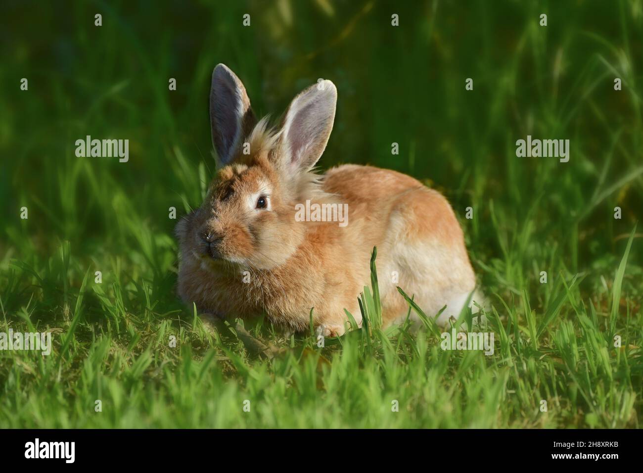 Lapin à tête de lion brun (Oryctolagus cuniculus F. domestica) sur un pré Banque D'Images