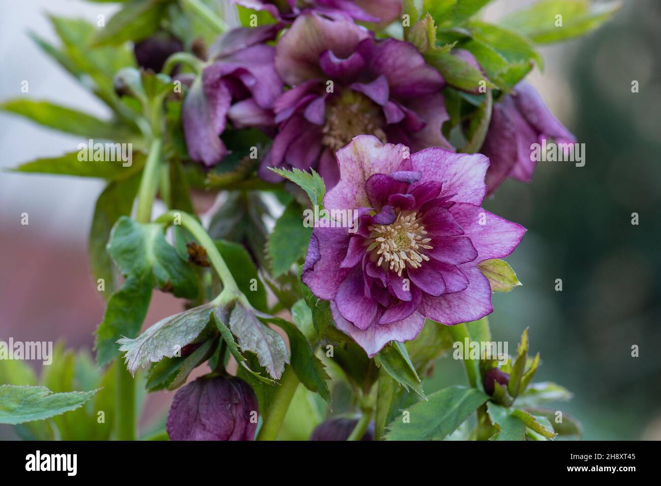 Lenten hellebore ou rose de Noël Double fleur rouge foncé au printemps. Hellébores fleurs semi-doubles au bord d'un chemin dans le jardin. Banque D'Images