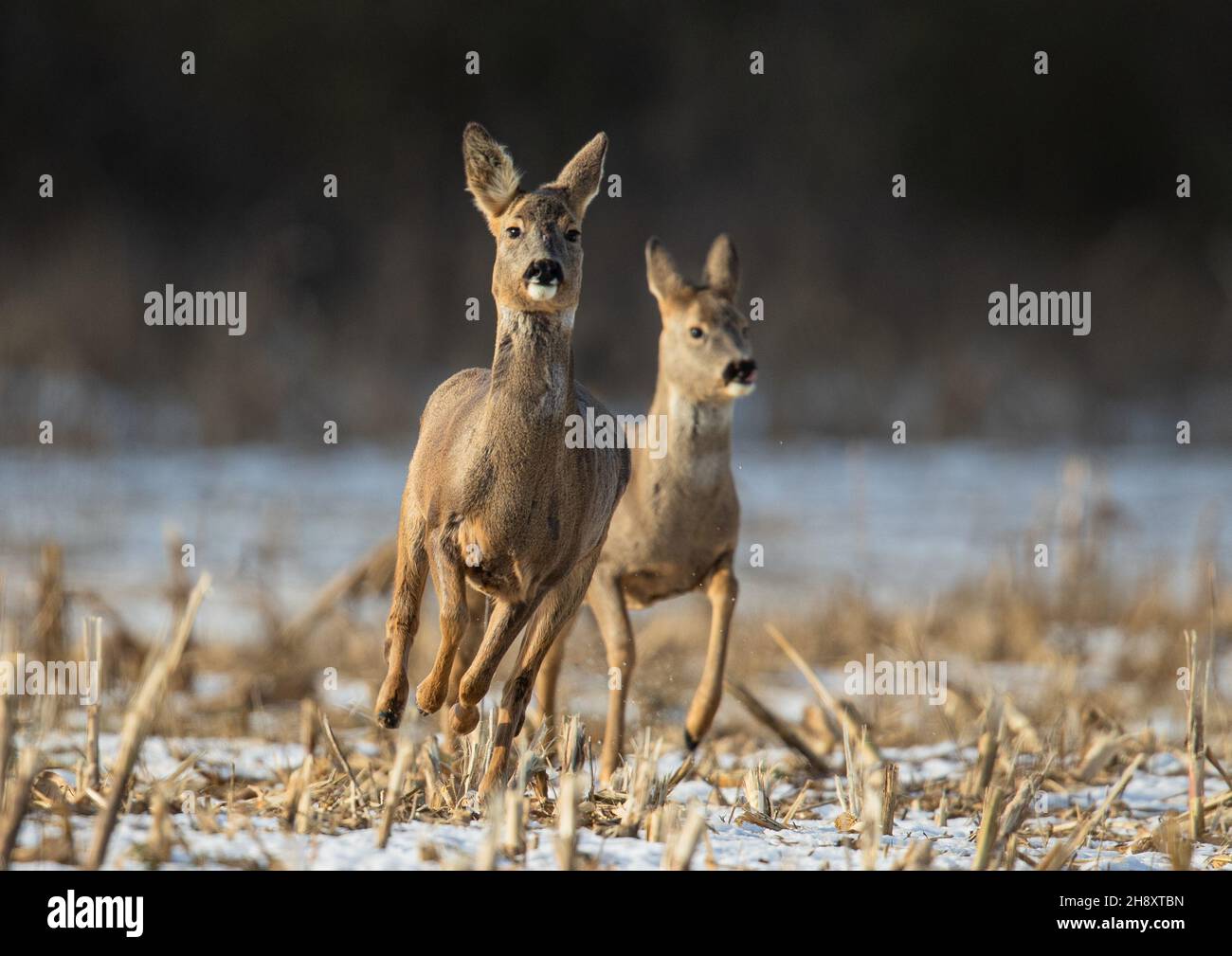 Une paire de Roe Deer, bondissant et limitant directement vers la caméra dans la neige.Suffolk, Royaume-Uni. Banque D'Images