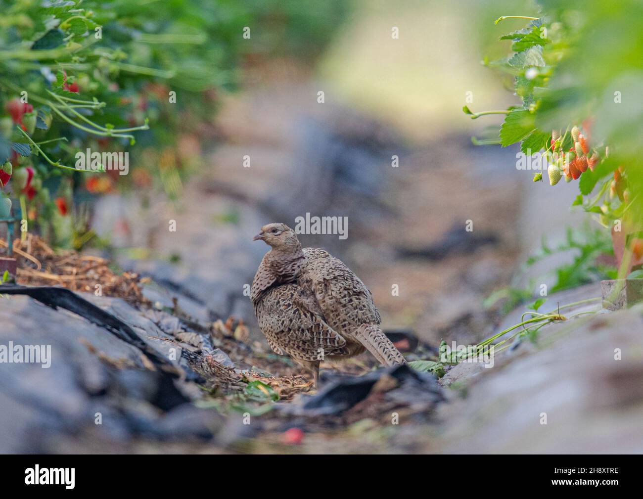 Un cliché unique d'un faisan de poule sauvage qui repose dans les fraises des agriculteurs.La faune et la production alimentaire à son meilleur.Suffolk, Royaume-Uni. Banque D'Images