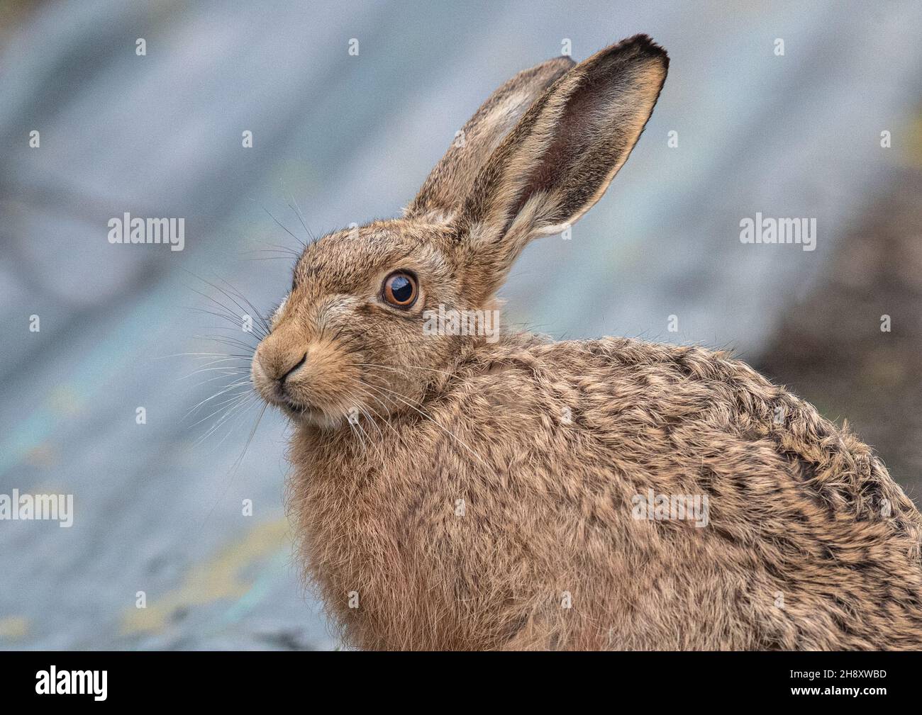 Gros plan détaillé d'un jeune lookin Brown Hare Leveret à l'appareil photo et pris sur un arrière-plan clair.Suffolk, Royaume-Uni Banque D'Images