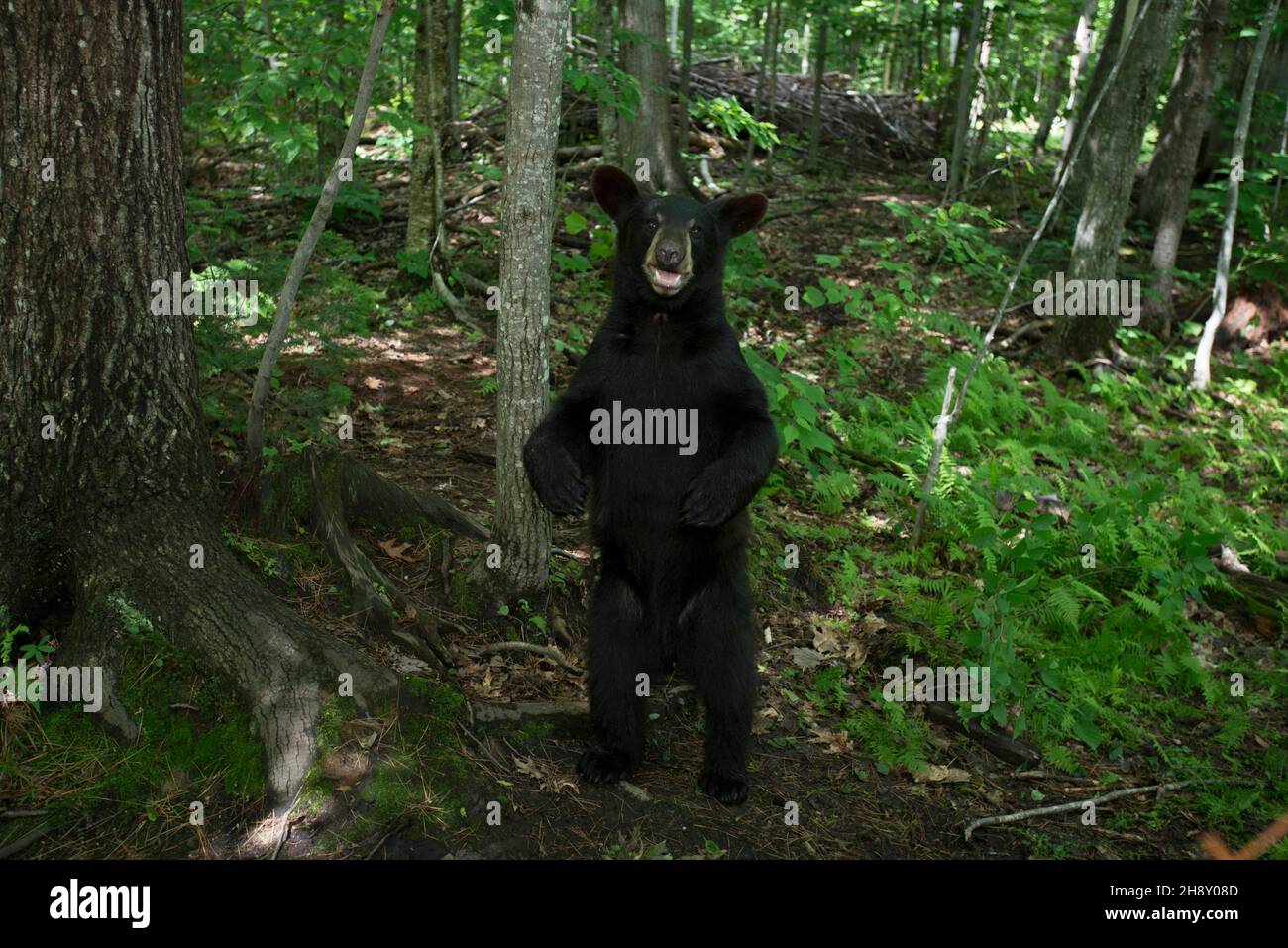 DATE DE SORTIE: 6 avril 2018 TITRE: Pandas STUDIO: IMAX DIRECTOR: David Douglas, Drew Fellman PLOT: Dans les montagnes du Sichuan, en Chine, un chercheur forme un lien avec Qian Qian, un panda qui est sur le point de faire l'expérience de la nature pour la première fois.(Image de crédit : © IMAX/Entertainment Pictures) Banque D'Images