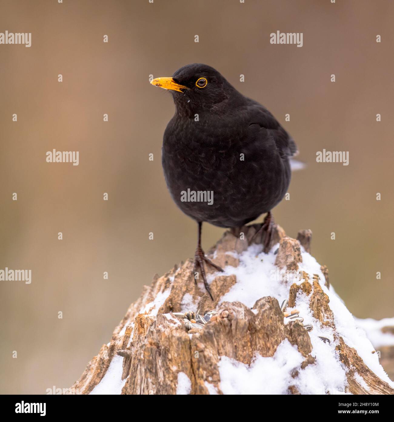Oiseau noir commun (Turdus merula) oiseau noir eurasien perché sur une souche de neige.Dans le jardin en hiver.Pays-Bas. Banque D'Images