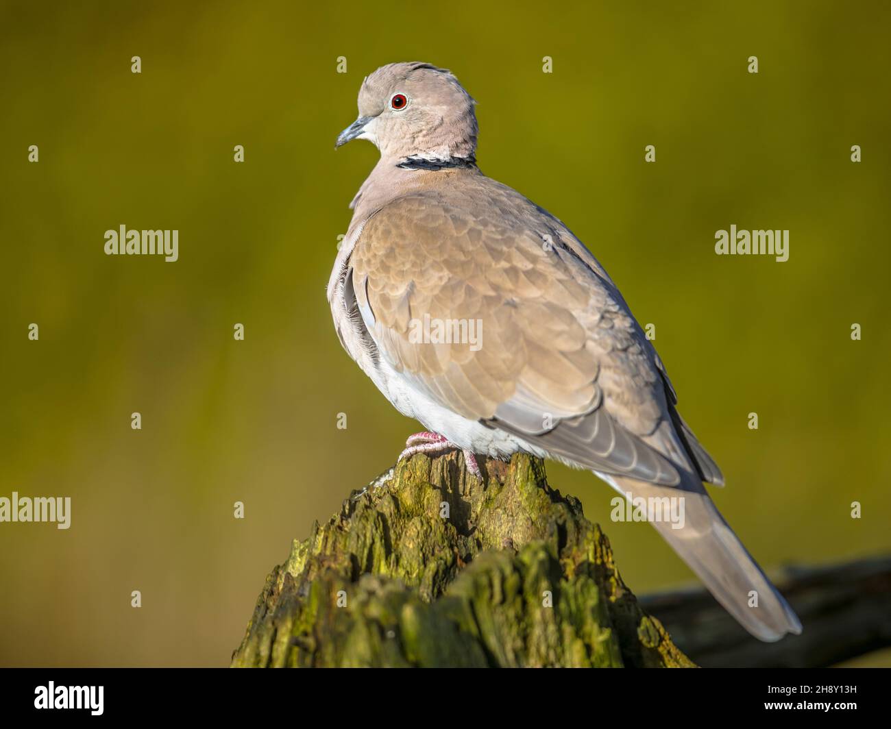 Photographie d'oiseaux aux pays bas Banque de photographies et d'images à  haute résolution - Alamy