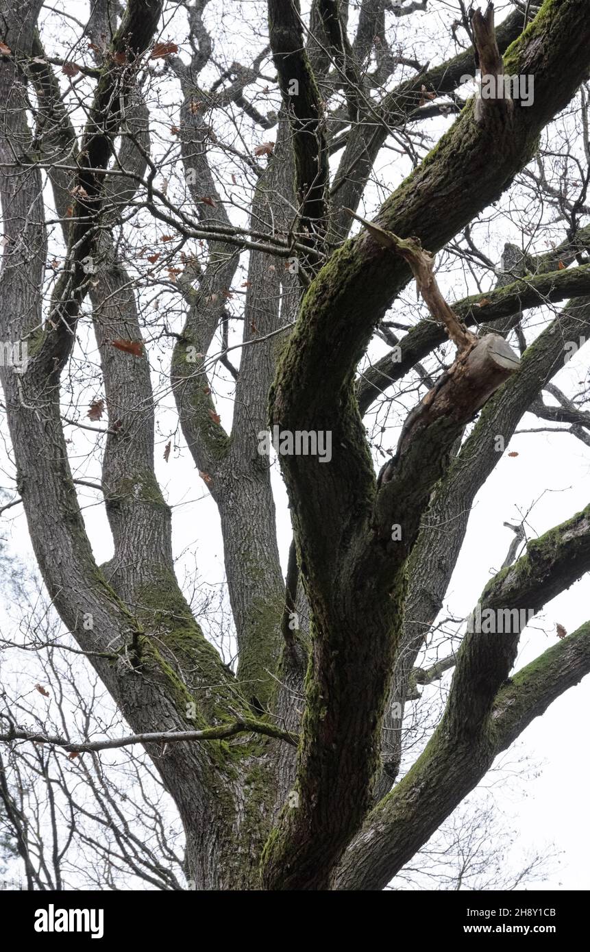 Regarder les branches et les brindilles d'un chêne (Quercus) pendant l'hiver Banque D'Images