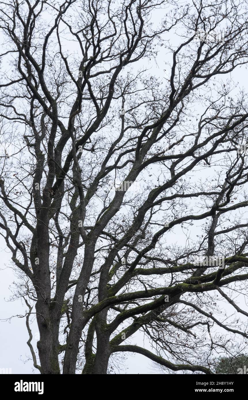 Regarder les branches et les brindilles d'un chêne (Quercus) pendant l'hiver Banque D'Images