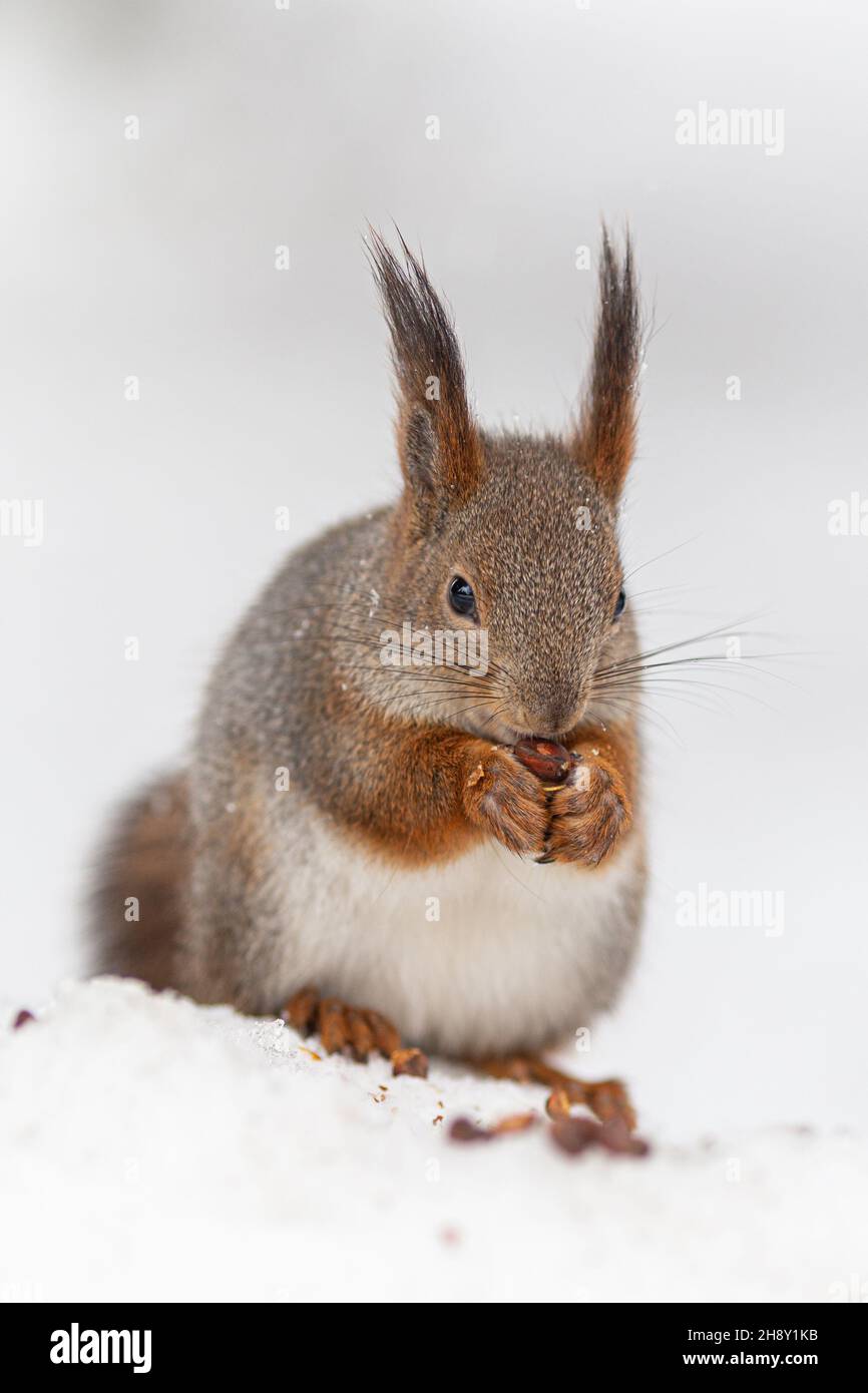 Un écureuil gris est assis dans la neige en hiver et grignote un écrou. Banque D'Images