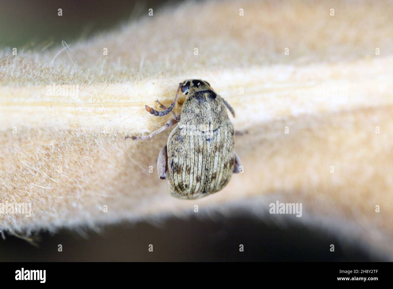 Le charançon du haricot Acanthoscelides obtectus ou le coléoptère des graines (Bruchinae ou anciennement Bruchidae) sur la gousse du haricot. Banque D'Images