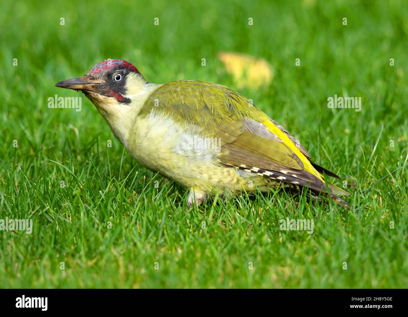 Mâle Green Wood Pecker à la recherche de fourmis et tout autre repas sur ma pelouse à Winchcombe Gloucestershire UK Banque D'Images