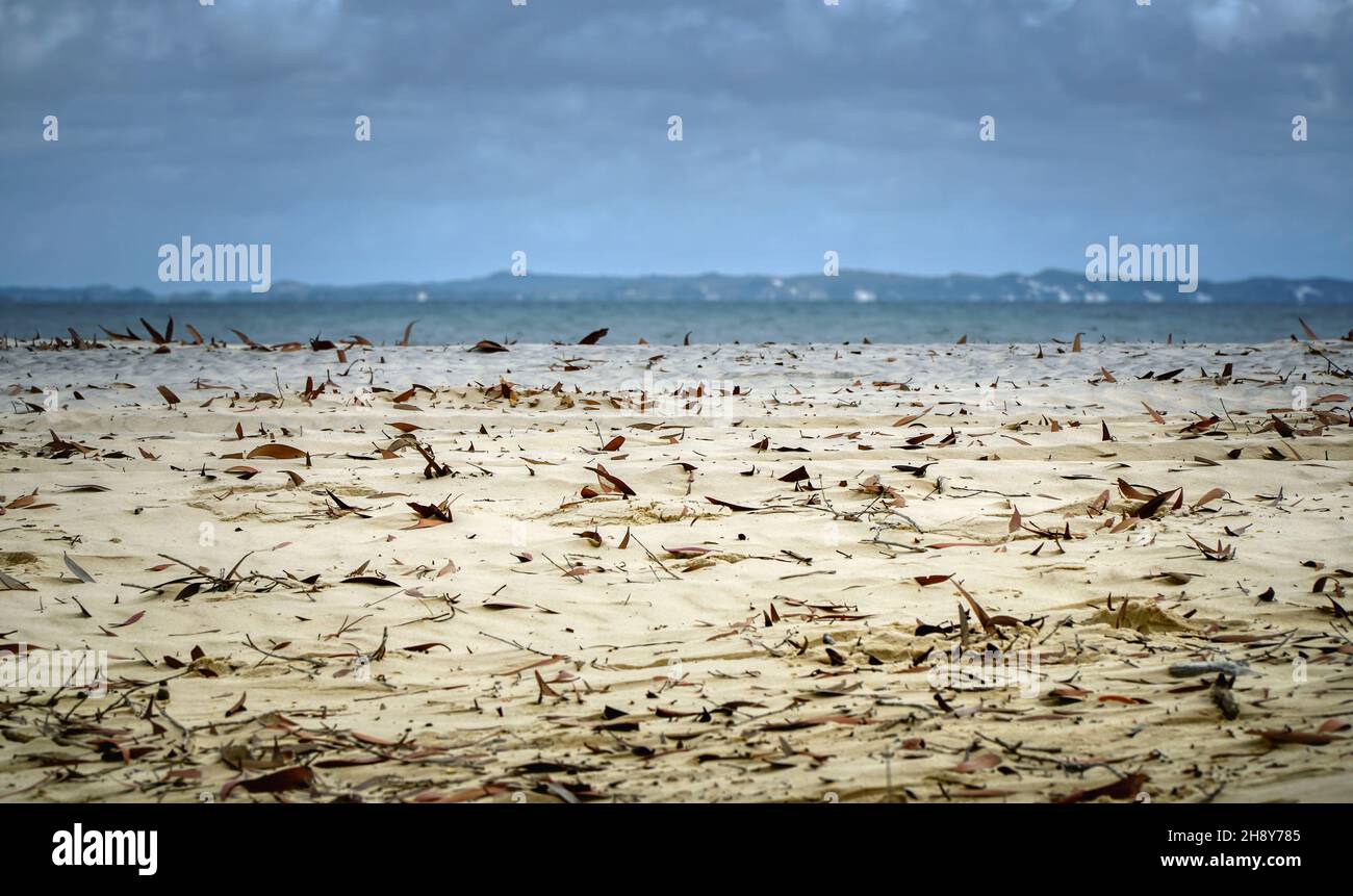 feuilles soufflant sur le sable avec la plage en arrière-plan Banque D'Images