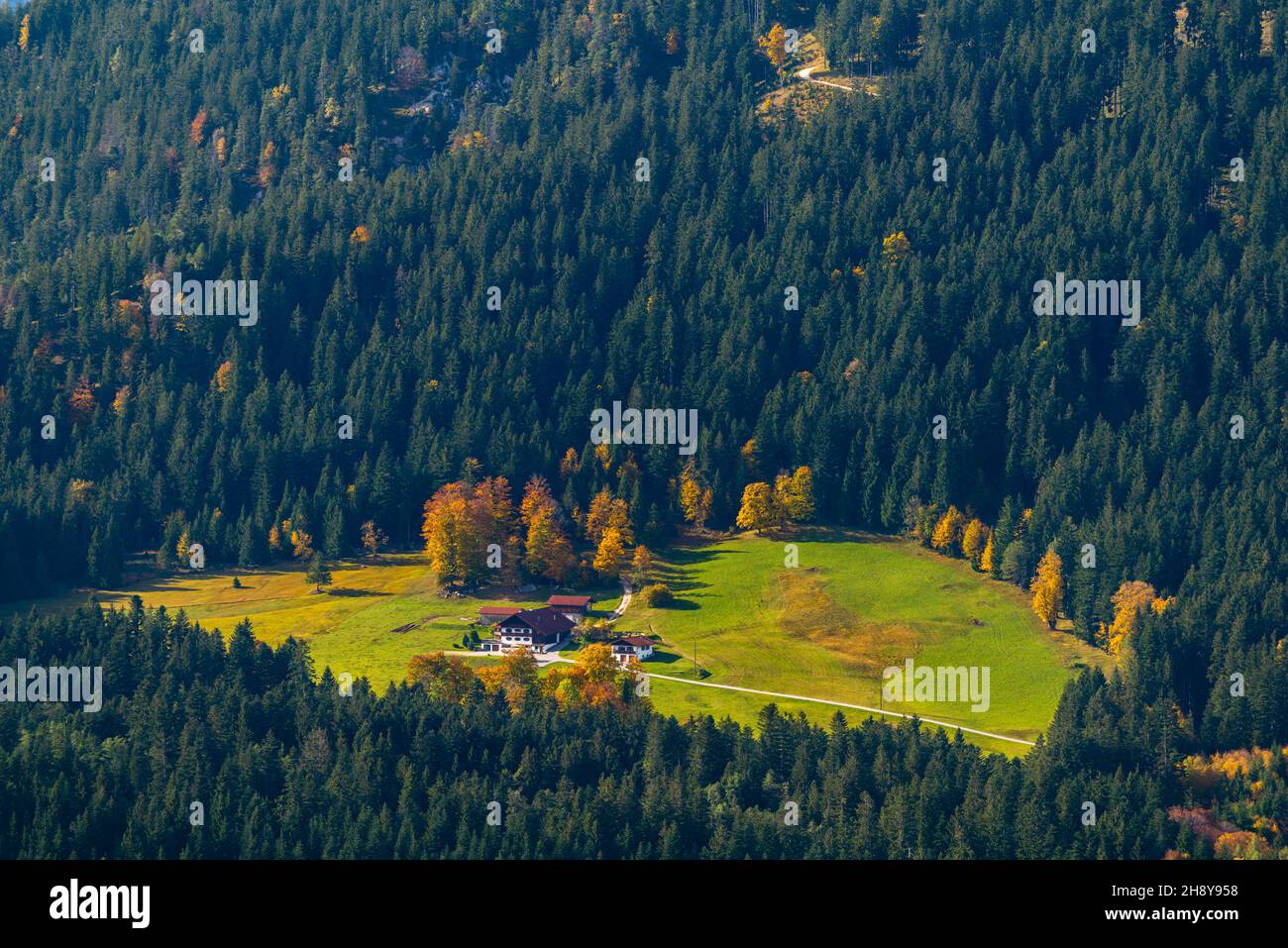 Vue sur la vallée avec ams et les pâturages de Mt.Kneifelspitz 1168m asl, Maria Gern, Berchtesgaden, haute-Bavière, sud de l'Allemagne Banque D'Images