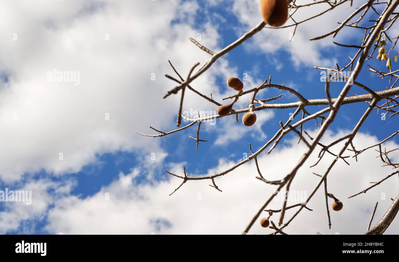 En regardant le baobab, seulement quelques feuilles, mais des fruits sur les branches, contre le ciel bleu Banque D'Images