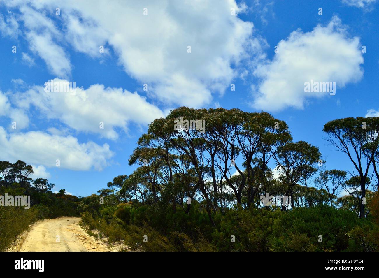 Une vue sur le Little Switzerland Trail à Wentworth Falls, en Australie Banque D'Images