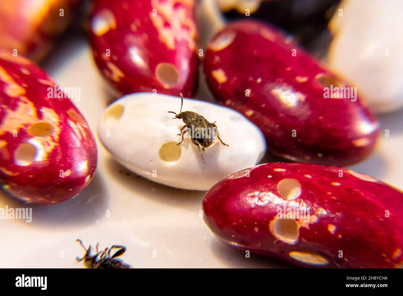le coléoptère rampant sur les haricots blancs mûrs consommés de l'intérieur par les larves, foyer sélectif Banque D'Images