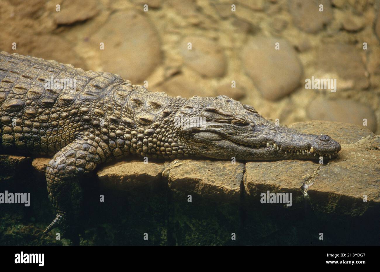 Crocodile endormi au Parc naturel de la Vanille à Maurice Banque D'Images