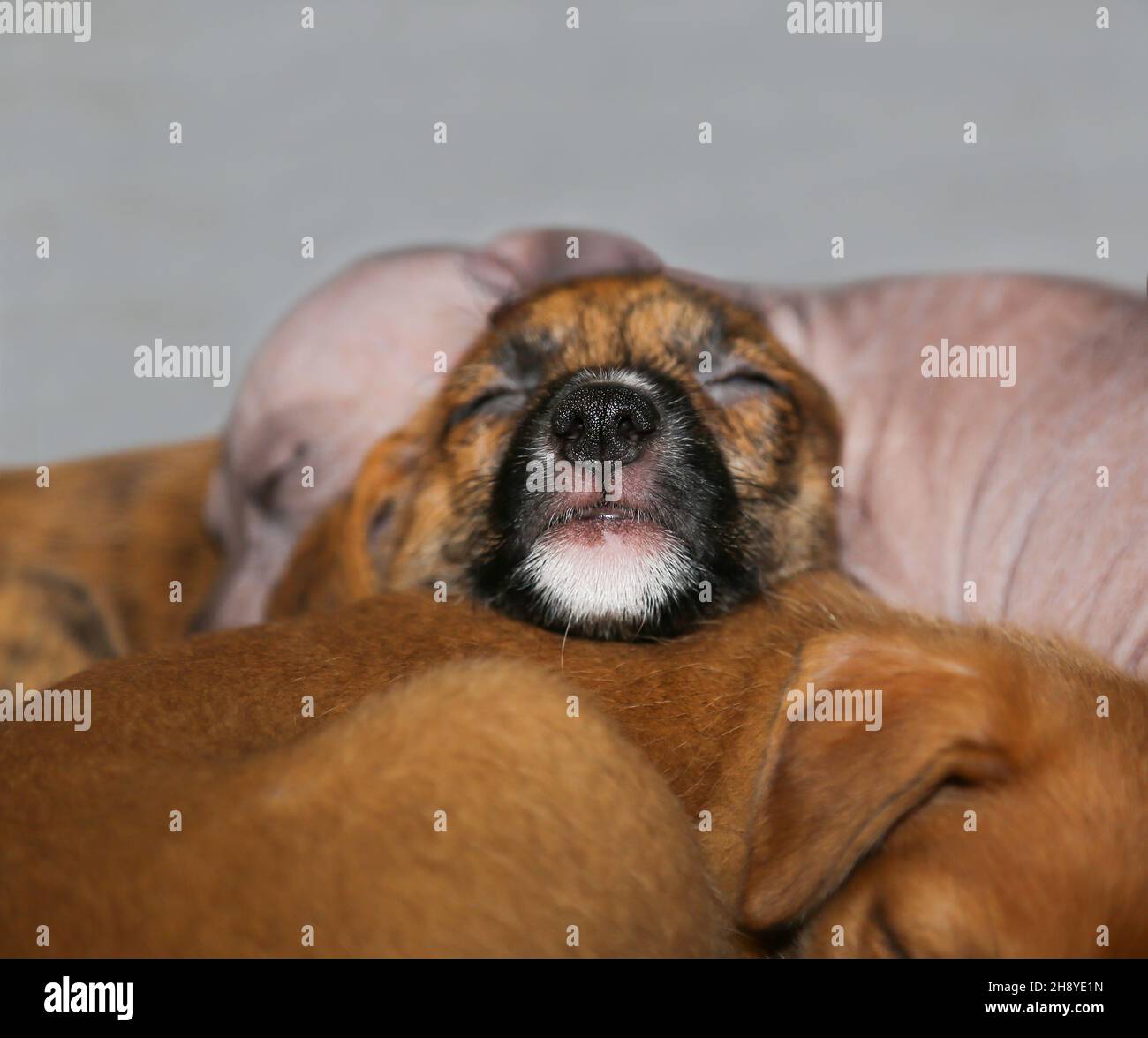 Le nez noir du chiot est proche.Le chiot mignon dort doucement.L'animal de compagnie est au repos.Un museau animal dormant.Un chien endormi. Banque D'Images