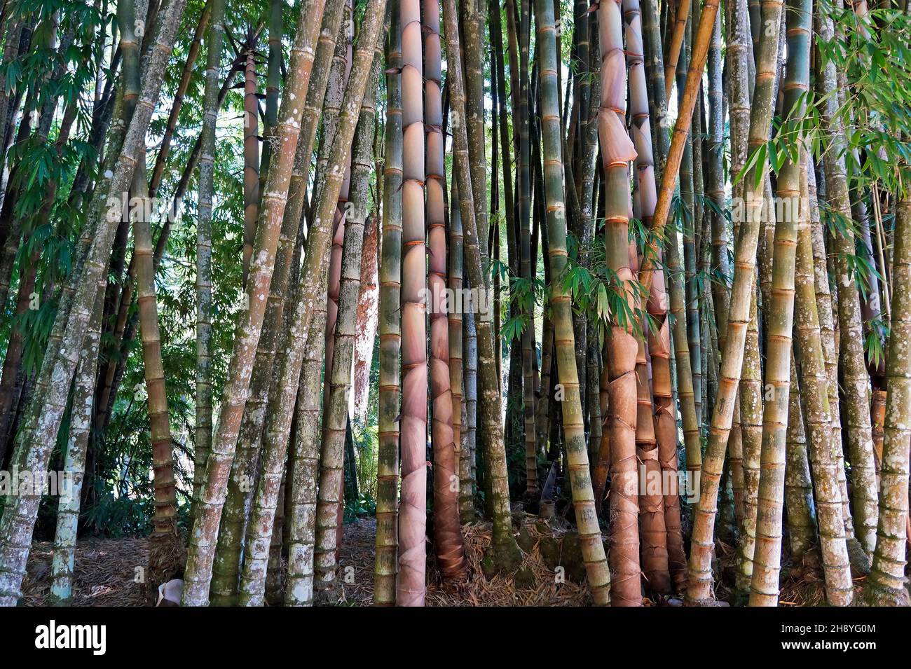 Bambou géant ou bambou dragon (Dendrocalamus giganteus), Rio de Janeiro, Brésil Banque D'Images