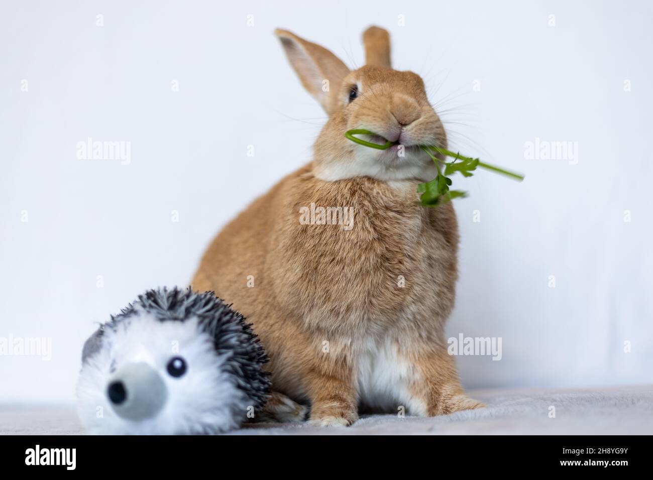 Rufus Rabbit mange du persil à côté des looks en peluche Banque D'Images