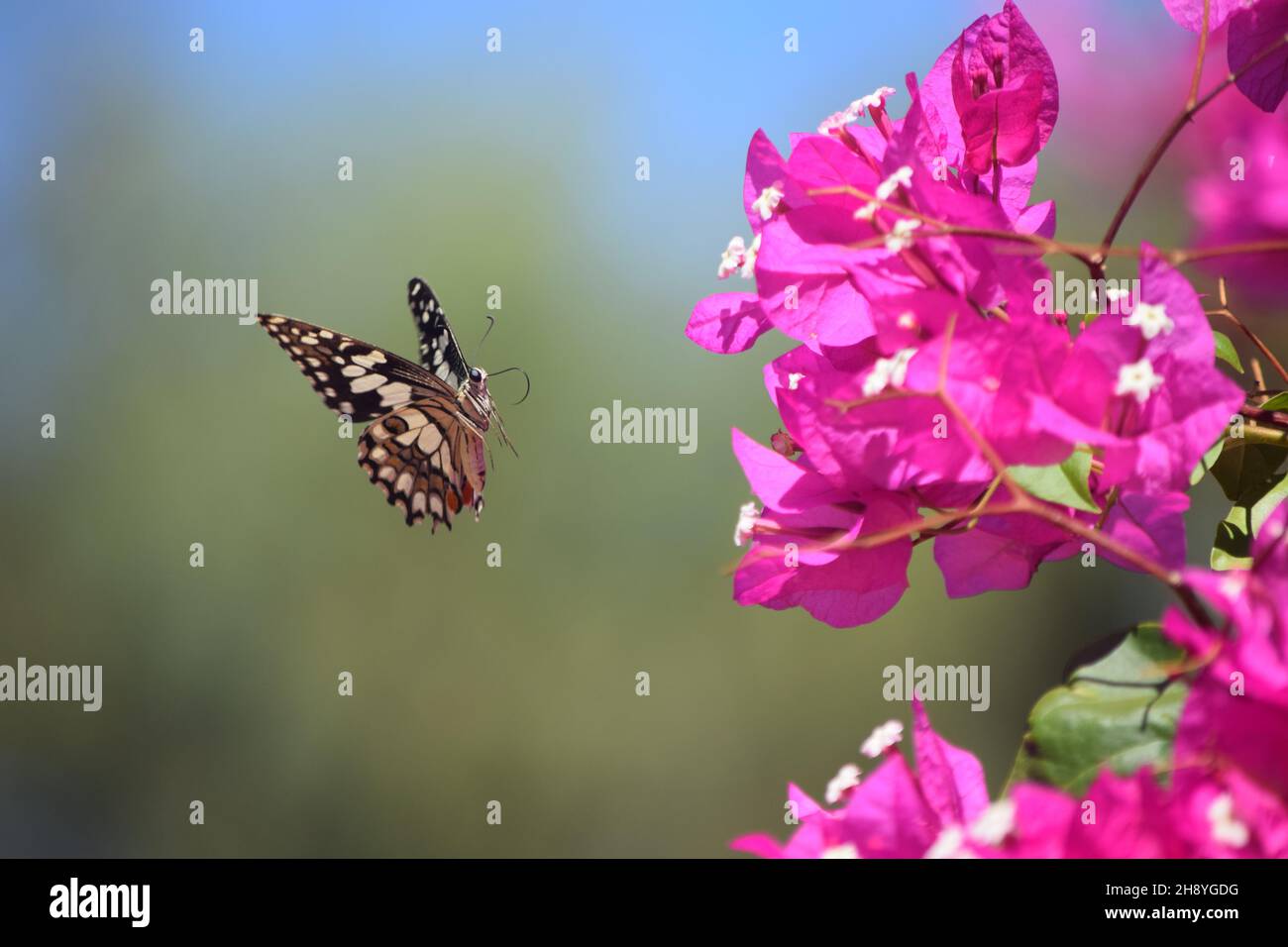 Papillon à la chaux avec fleurs, Australie occidentale Banque D'Images