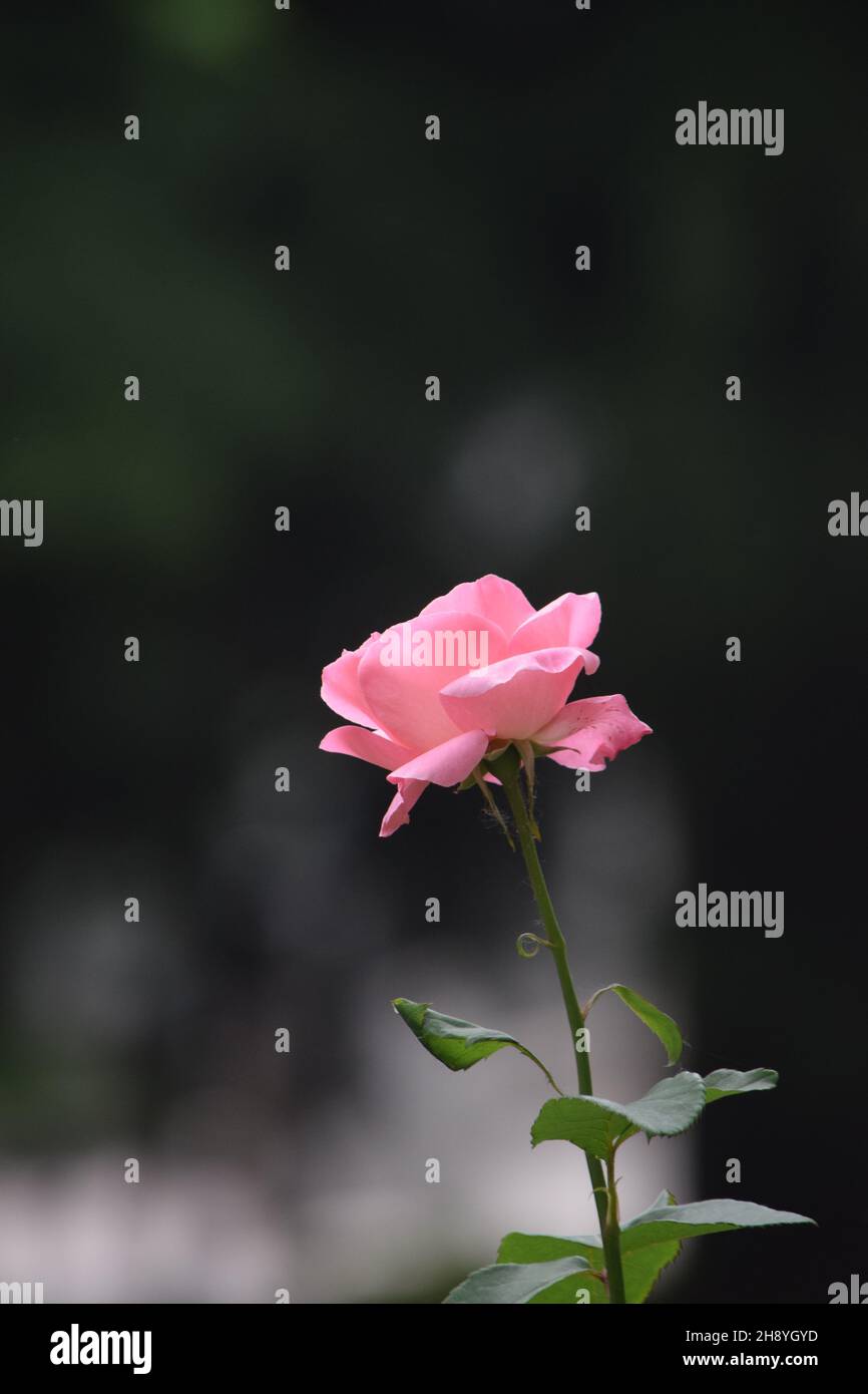 une rose rose unique sur un arrière-plan discret Banque D'Images