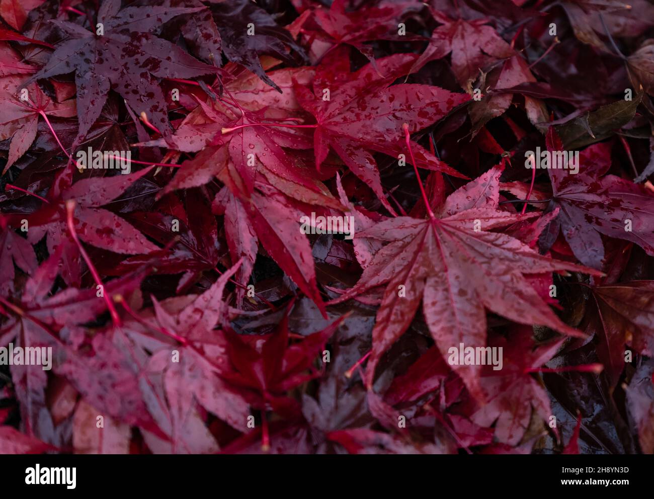 La couleur rouge laisse la moquette dans un parc après la pluie.Mouillez les feuilles d'érable japonais rouges sur le sol avec des gouttes de pluie Banque D'Images