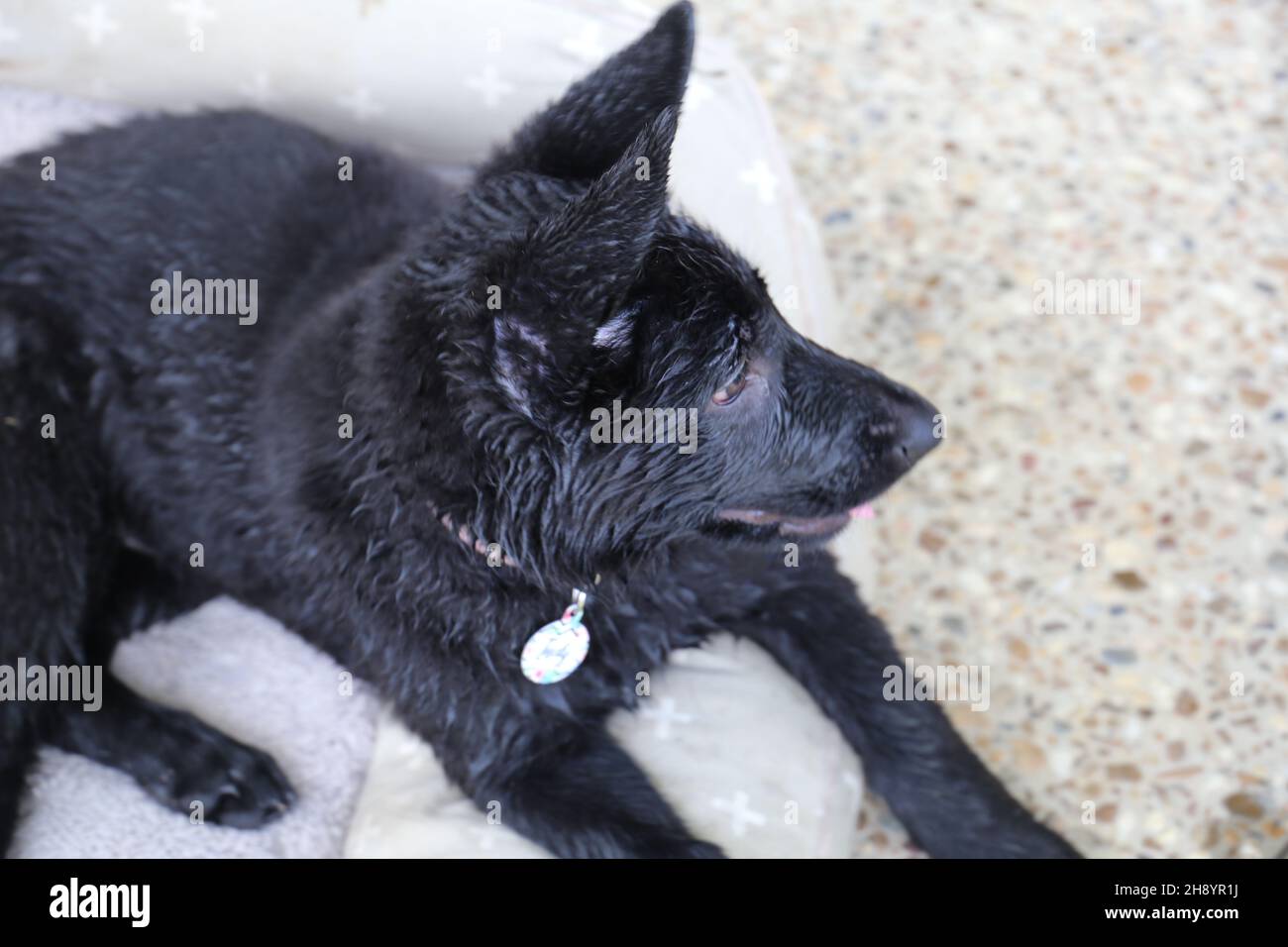 Shepard allemand chiot Banque D'Images