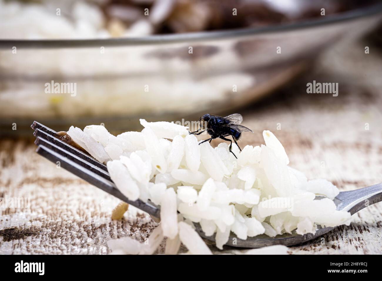 voler sur la fourchette, l'insecte dégoûtant sur la nourriture, problème d'insecte à l'intérieur Banque D'Images