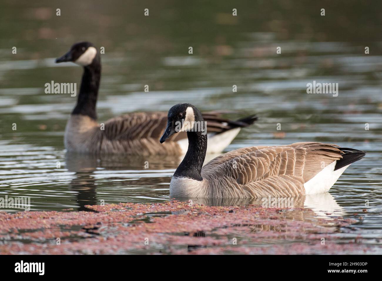 Deux Bernaches du Canada nageant dans les eaux du lac STILL Banque D'Images