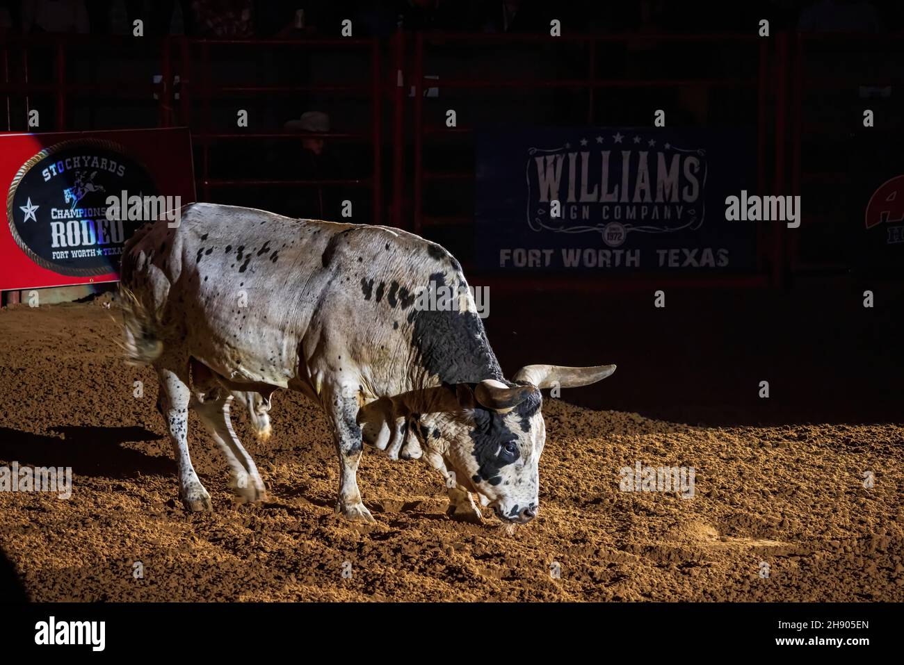 Fort Worth, 27 2021 NOVEMBRE, Cow dans le championnat de rodéo de Stockyards Banque D'Images