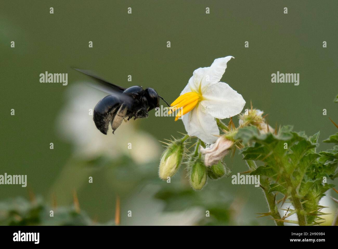 Abeille charpentier tropicale planant sur la fleur pour le nectar, Xylocopa latipes, Bokaro, Jharkhet, Inde Banque D'Images