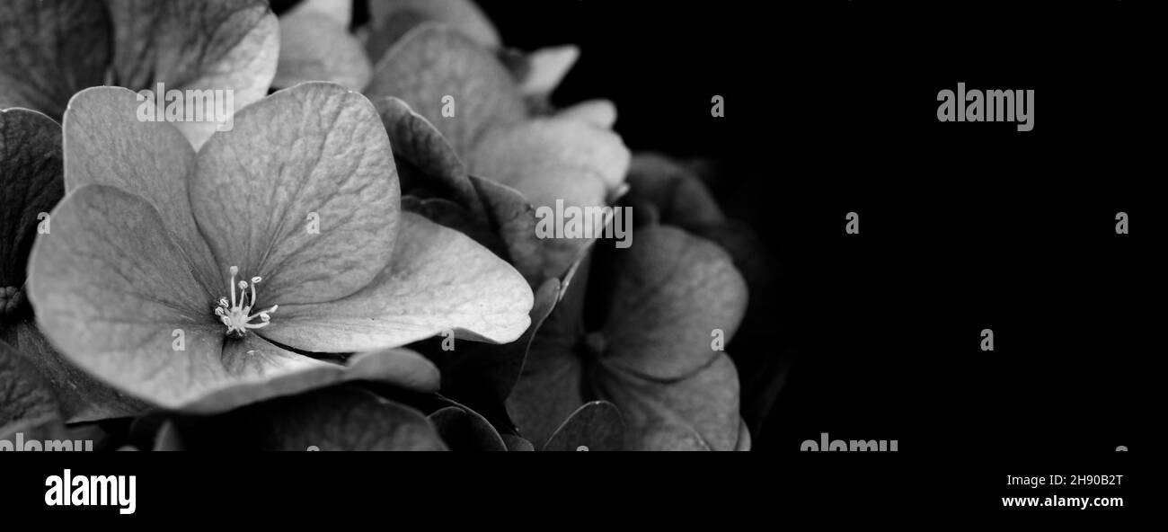 Hortensia français et arrière-plan sombre.Fleurs d'Hortensia ou d'Hortensia macrophylla ou d'Hortensia provenant de Sapporo Hokkaido Japon.Hortensias colorés.M Banque D'Images