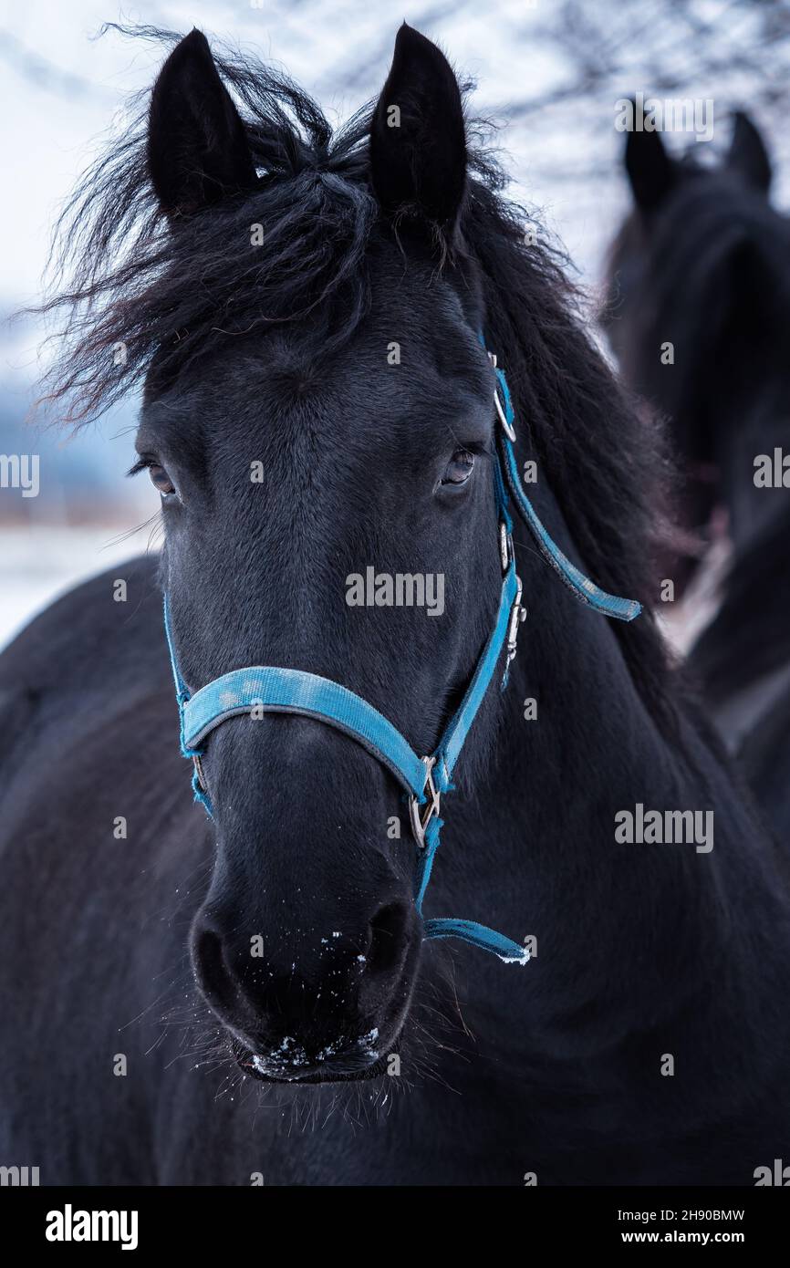 Portrait d'un cheval de Frise en hiver. Banque D'Images