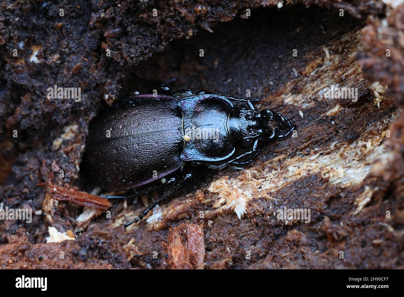 Carabus nemoralis, communément appelé carabid de bronze, hivernant à l'intérieur d'une souche d'épinette en Finlande Banque D'Images
