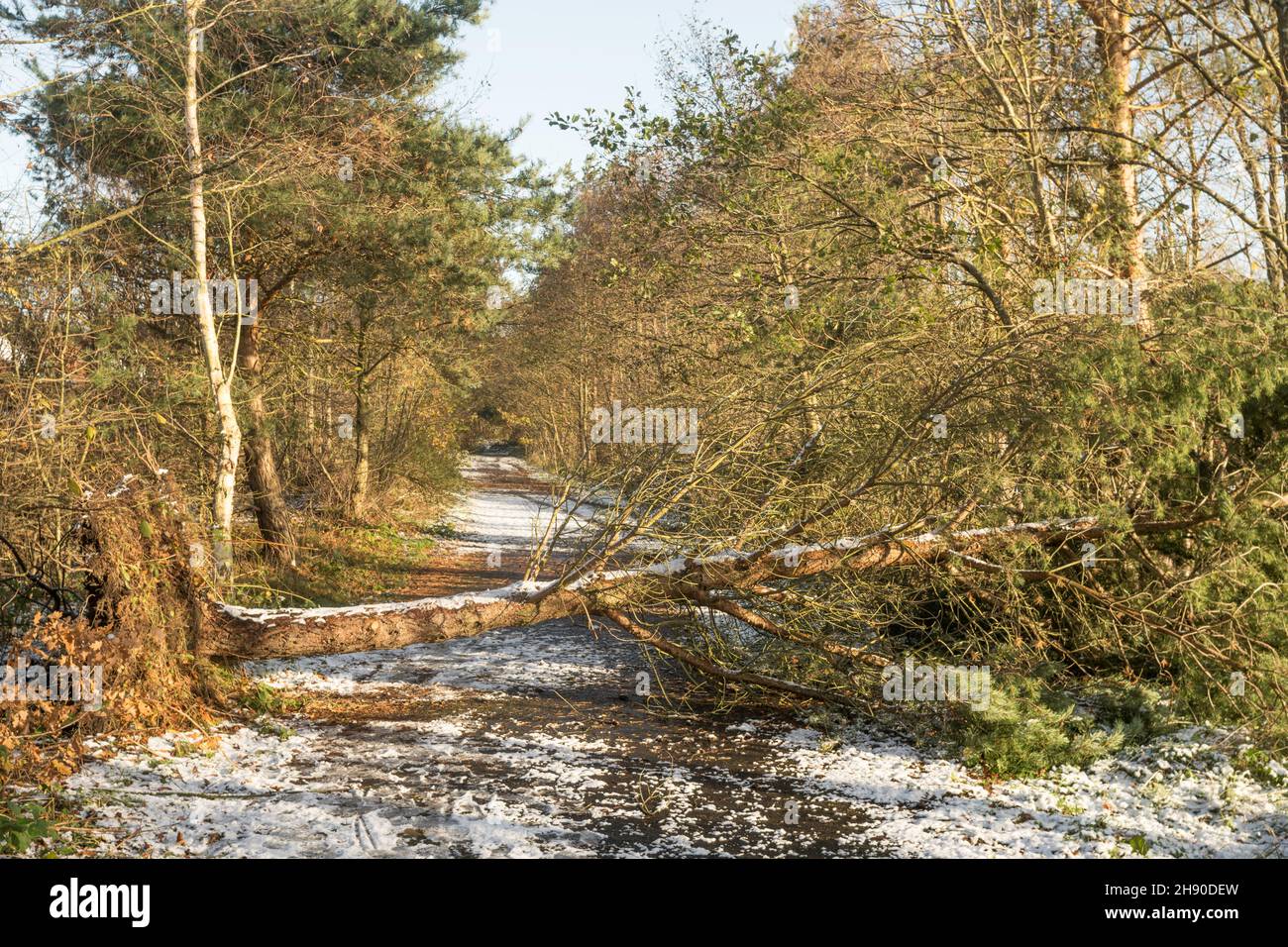 Un arbre a explosé pendant la tempête Arwen bloque la piste cyclable d'un océan à l'autre à Washington, dans le nord-est de l'Angleterre, au Royaume-Uni Banque D'Images