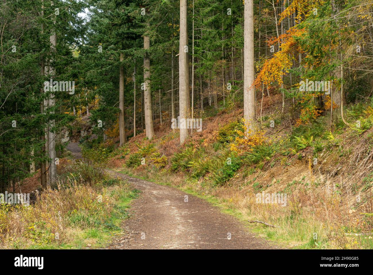 Sentier et sentiers à travers Dodd Wood, plantation forestière de l'Angleterre à Cumbria, Angleterre, Royaume-Uni, pendant l'automne ou novembre Banque D'Images