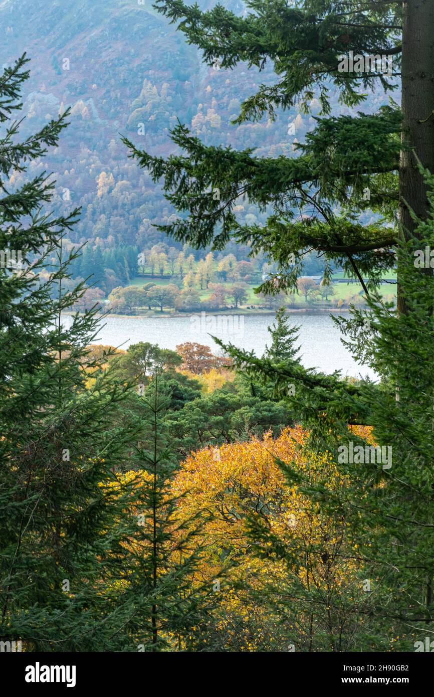 Vue à travers la forêt à Dodd Wood au-dessus du lac Bassenthwaite à Cumbria, Angleterre, Royaume-Uni, pendant l'automne ou novembre Banque D'Images