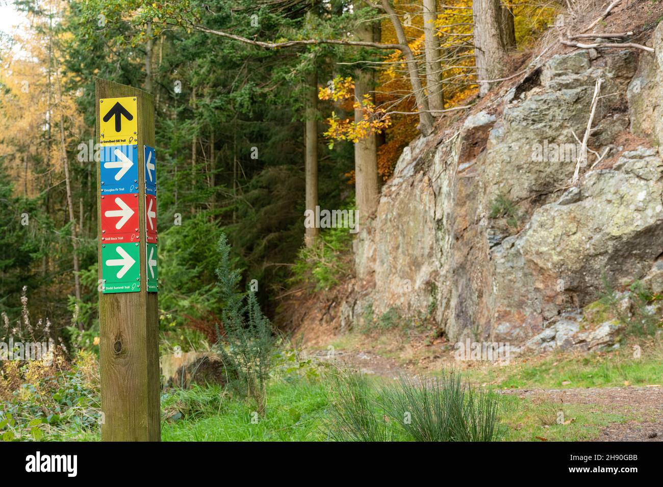 Sentier et sentiers à travers Dodd Wood, plantation forestière de l'Angleterre à Cumbria, Angleterre, Royaume-Uni, pendant l'automne ou novembre Banque D'Images