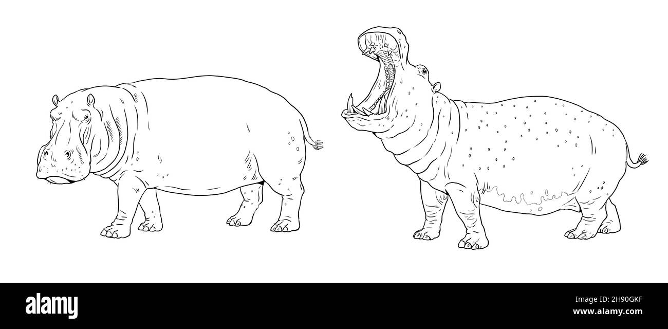 Dessin d'hippopotame africain.Modèle numérique pour colorier avec l'hippopotame. Banque D'Images